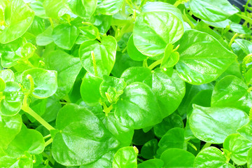 close up fresh green leave texture background