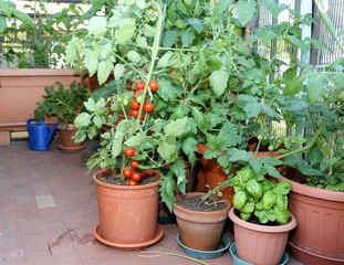 Fototapeta na wymiar Tomato and basil plant in the pot on the terrace of a house