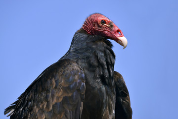 Obraz premium Portrait Turkey vulture