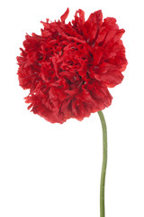 Fototapeta premium poppy