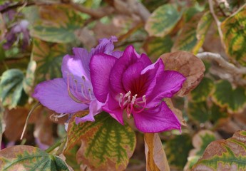 Exotic flowers and plants Egypt