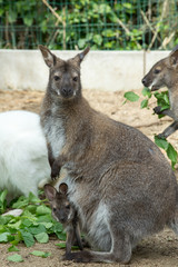 grazzing Red-necked Wallaby (Macropus rufogriseus)
