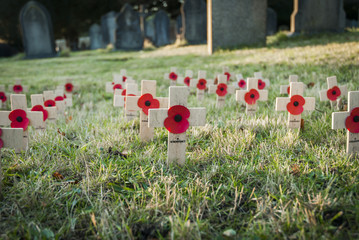 Remembrance Poppies