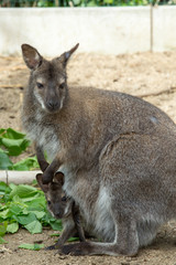 Naklejka na ściany i meble grazzing Red-necked Wallaby (Macropus rufogriseus)