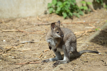 Naklejka na ściany i meble Closeup of a Red-necked Wallaby baby