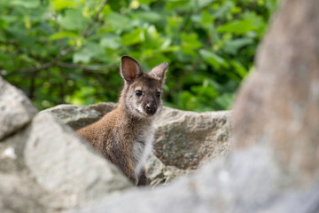 Naklejka na ściany i meble Closeup of a Red-necked Wallaby baby