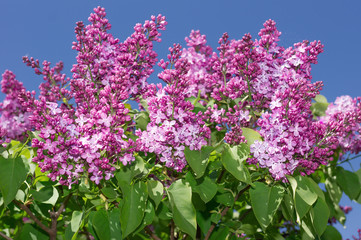 Lilac selective focus