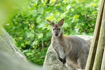 Closeup of a Red-necked Wallaby (Macropus rufogriseus)
