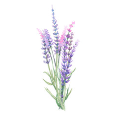 Bouquet of lavender painted with watercolors on white background - obrazy, fototapety, plakaty