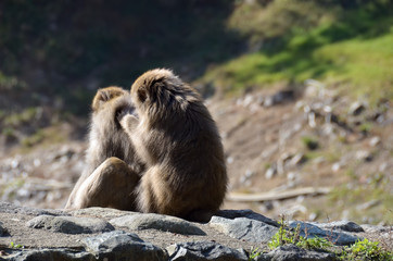 毛繕いする猿