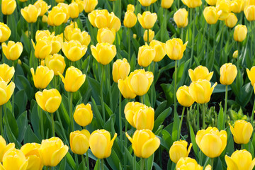 Fototapeta premium Yellow tulips meadow