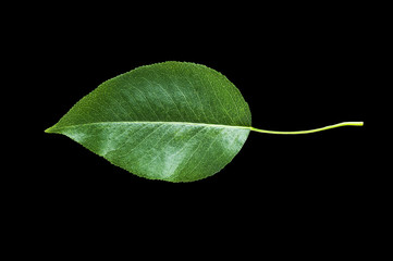 Green leaves isolated