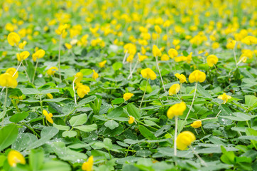 pinto peanut flower on ground