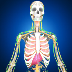 Human Anatomy