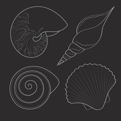 Set of black and white graphic sea shells. Isolated objects. Vector illustration.