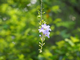 photo of forest flower in purple color with soft and blurry bokeh