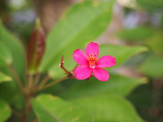 photo of forest flower in magenta color with soft and blurry bokeh