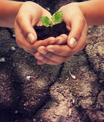 woman hands holding plant in soil