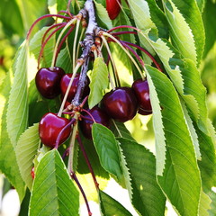 cherries
