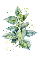 vector watercolor illustration of a bush of stinging nettles