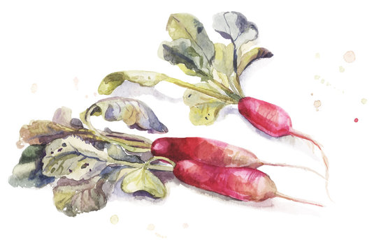Watercolor garden elongate radishes with leaves isolated on white backgrownd. Hand-drawn botanical illustration. 