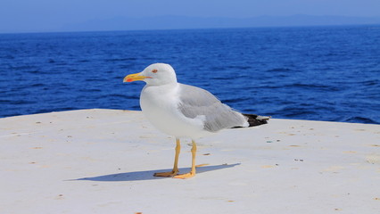 Seagull