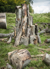 Wood Pile