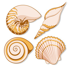 Set of color graphic sea shells. Isolated objects with shadow on white background.