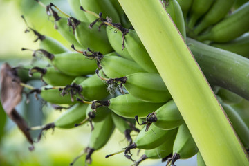 Banana / Bananas on its tree