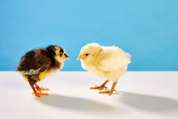 chicks couple yellow and black on table with blue