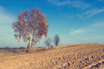 Lonely tree on the field