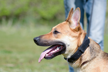 Cross breed dog