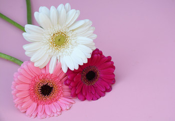 Three White, purple and pink colored Gerbra daisies on empty pink background as a decoration border frame 