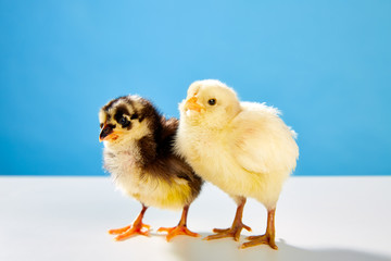 chicks couple yellow and black on table with blue