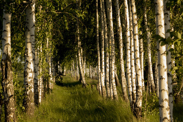 Birch Alley, made by human hands.

