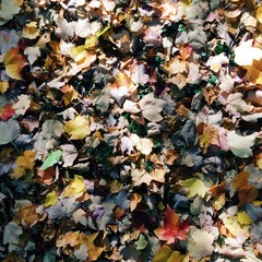 looking down at forest floor with decaying autumn leaves