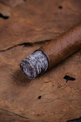 Cuban cigar on tobacco leaves
