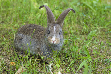 Rabbit