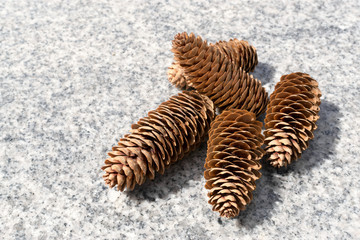Pine Cones on Marble