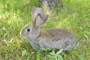 Rabbit Cottontail