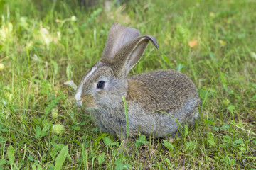 Rabbit on grass