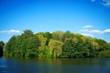 Fototapeta premium River flowing in the woods on a sunny summer day.