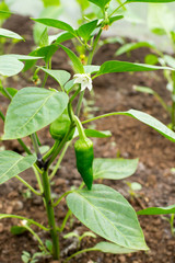 Organic Green Pepper and White Flower