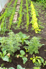 Fototapeta na wymiar Rows of Organic Vegetables Growing
