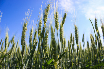 landscape wheat fields on a sunny summer day