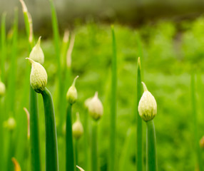 Onions Growing Seed Heads and Bolting © johndwilliams