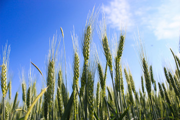 Fototapeta premium landscape wheat fields on a sunny summer day