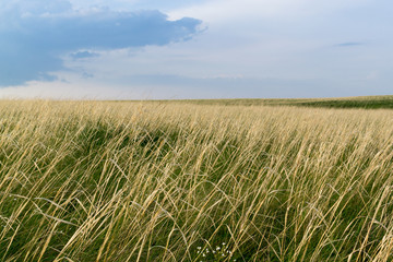 Hay Grass and Stormy Sky