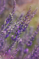 Lavender at sunset .Vintage  lavender flower background,close up