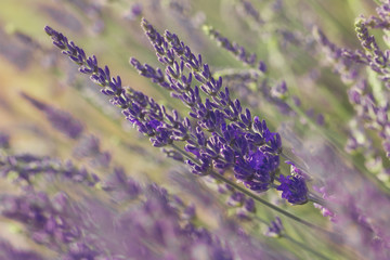 Naklejka premium Lavender blossoms.Closeup of lavender flower growing on field 